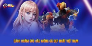 Cách chăm sóc các giống gà đẹp nhất Việt Nam