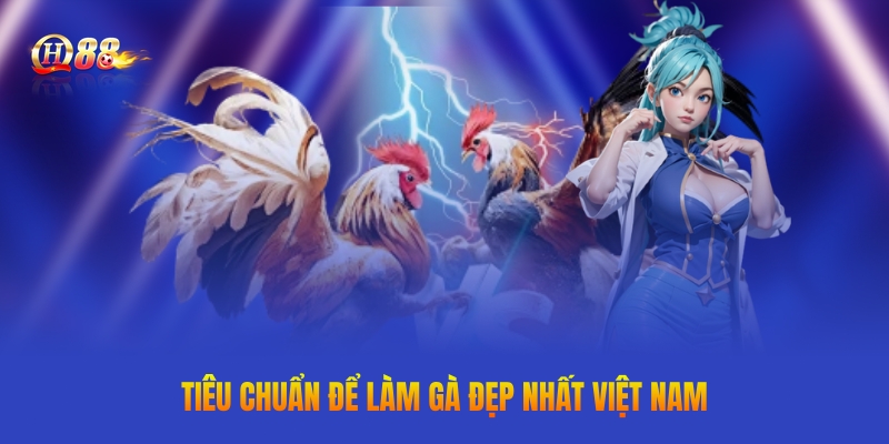 Tiêu chuẩn để làm gà đẹp nhất Việt Nam